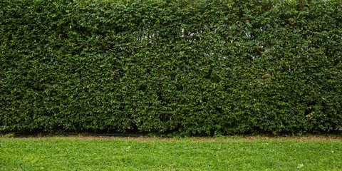 Nature green leaf background and textured, Leaves wall for backdrop