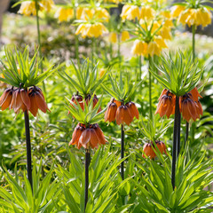 Fritillaria imperialis.Kaiser's crown