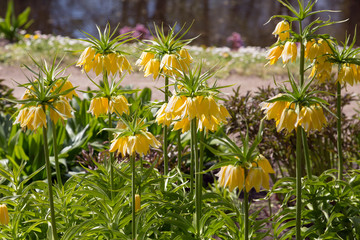 Fritillaria imperialis.Kaiser's crown