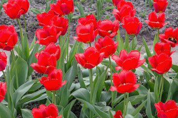 Tulip. Beautiful bouquet of tulips. colorful tulips. tulips in spring,colourful tulip