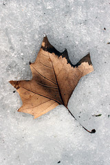 Leaf on the snow