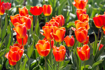 Tulip. Beautiful bouquet of tulips. colorful tulips. tulips in spring,colourful tulip