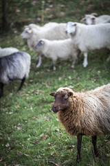 sheeps standing in the pasture.