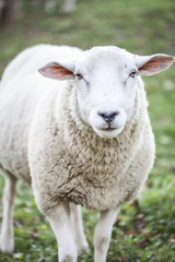 sheeps standing in the pasture.