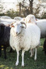 sheeps standing in the pasture.