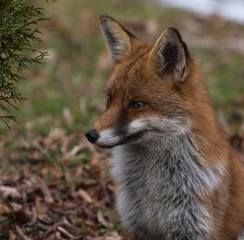 Red Fox Vixen
