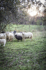 sheeps standing in the pasture.