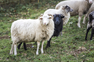 Obraz premium sheeps standing in the pasture.