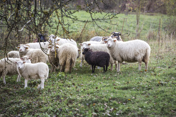 Obraz na płótnie Canvas sheeps standing in the pasture.