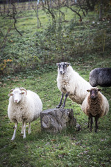 sheeps standing in the pasture.