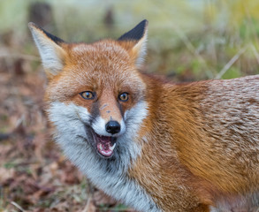 Red Fox Expressions