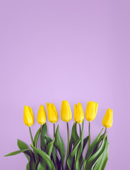 Yellow tulips on pastel pink background