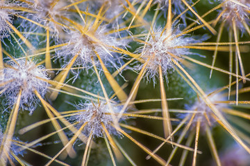 Cactus macro detail.