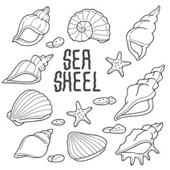 Sea Shell
