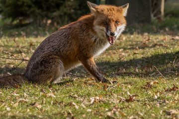 Naklejka premium Red Fox Expressions