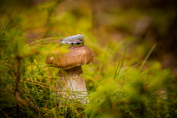 wedding rings, wedding decoration, macro