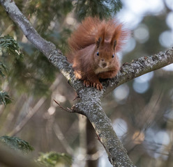 Red Squirrel