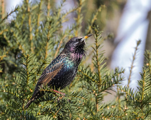 Common Starling