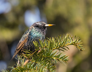 Common Starling