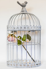 rose in birds cage