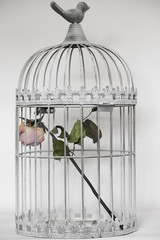 rose in birds cage