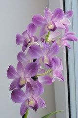 A purple orchid - obrazy, fototapety, plakaty