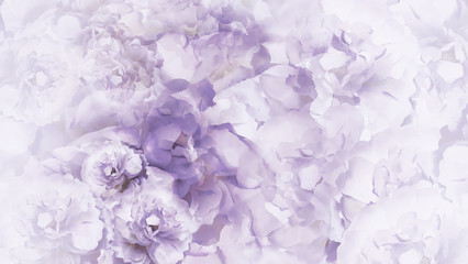 Floral  purple-white background.  Purple-white  vintage  flowers peonies.  Floral collage.  Flower composition. Nature.