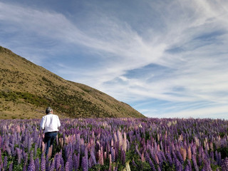 A man wandering in the field of lupine