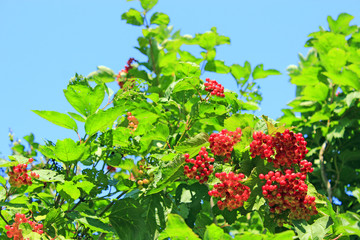 Fototapeta na wymiar Clusters of red ripe guelder-rose