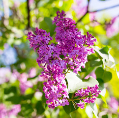 Lilac flowers on a tree in spring