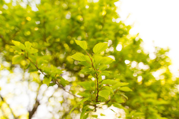 Green leaves on a tree in spring