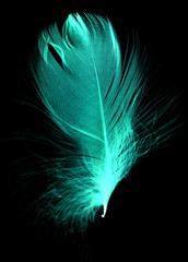 Blue feather on a black background