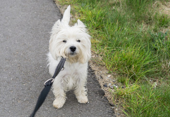 West Highland White Terrier