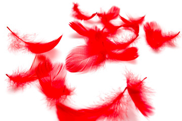 Red feathers isolated on white background