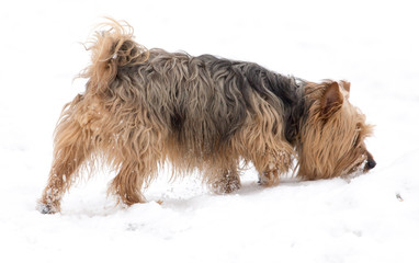 A dog walks on the snow in winter