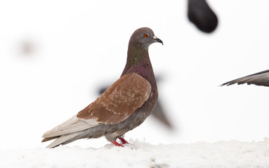 Pigeon sits on white snow in winter
