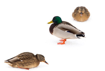 A flock of ducks on white snow in winter