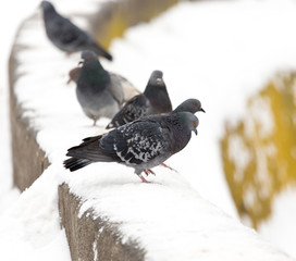 A flock of pigeons on white snow in winter
