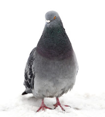 Pigeon sits on white snow in winter