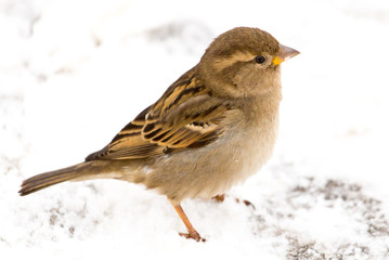 Sparrow sits on white snow in winter