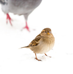 Sparrow sits on white snow in winter