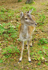 little deer inits natural environment

