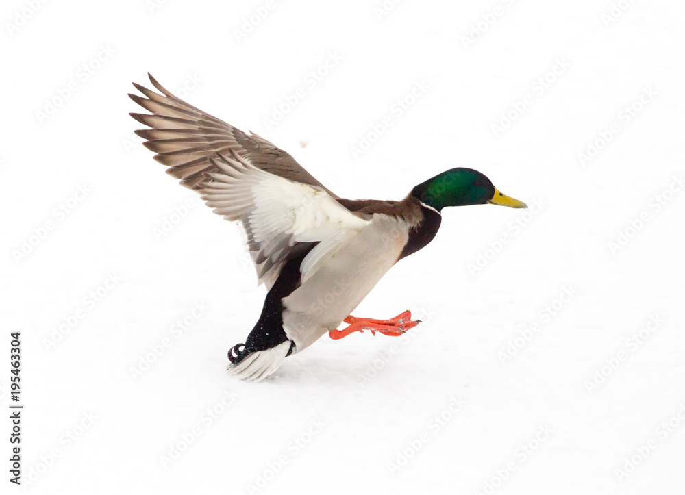 Wall mural duck in flight on a white background