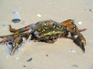 Crab
