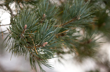 Young pine in the winter at dawn