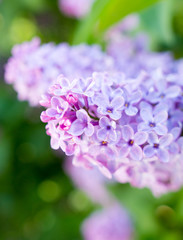 Lilac flowers on a tree in spring