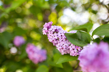 Obraz na płótnie Canvas Lilac flowers on a tree in spring