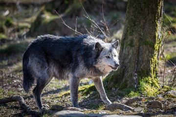 Obraz premium Black Wolf Animal