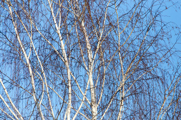 Naked birch branches against the blue sky