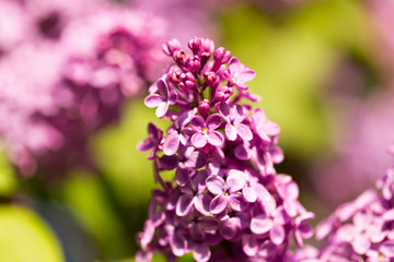 Lilac flowers on a tree in spring